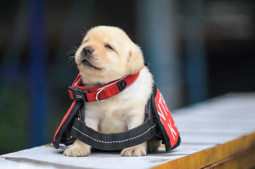 有最萌警犬之稱的福星，一出生就被指定培養成血跡偵蒐犬，牠可愛呆萌的模樣一度紅到國外。（圖／翻攝自臉書新北市政府警察局警犬隊）