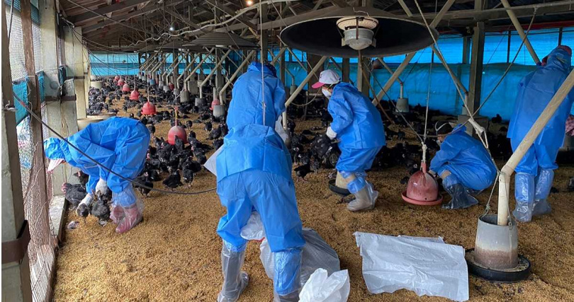 部分蛋農私下表示，由於去年許多養雞場隱匿禽流感疫情，導致農委會掌握的死亡數字失真，埋下缺蛋禍根。（圖／報系資料照）